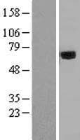 AOAH / Acyloxyacyl Hydrolase Protein (Over-Expression Lysate Myc-DDK (Flag))