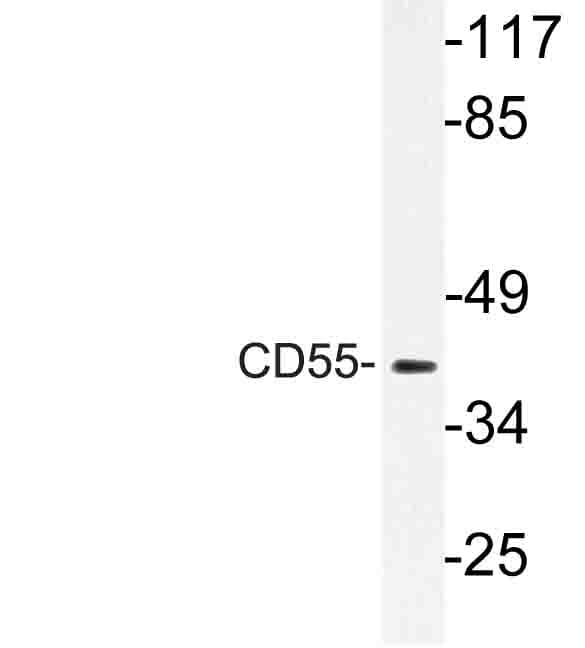 CD55 Antibody (Lys142)