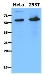 IHC-plus™ Monoclonal Mouse anti-Human PDZK1 Antibody (clone AT1A2, IHC, WB)