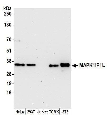 MAPK1IP1L Antibody (aa1-50)