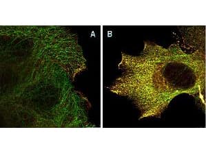 AKT1 Antibody (phospho-Ser473, clone 17F6.B11)