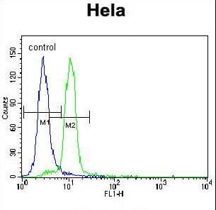 Polyclonal Rabbit anti-Human E6AP / UBE3A Antibody (aa836-865, IHC, IF, WB)