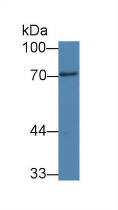 PADI3 Antibody (clone C16)
