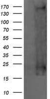 HRAS / H-Ras Antibody (clone OTI1F2)