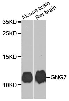 GNG7 Antibody