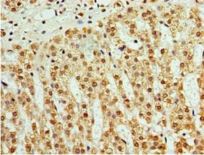 ATAD3B Antibody (aa1-240)