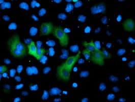 Gephyrin Antibody (clone OTI5B6)