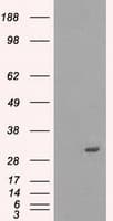 PRKY Antibody (clone OTI2H9, Carrier-free)