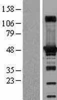 ADSS Protein (Over-Expression Lysate Myc-DDK (Flag))