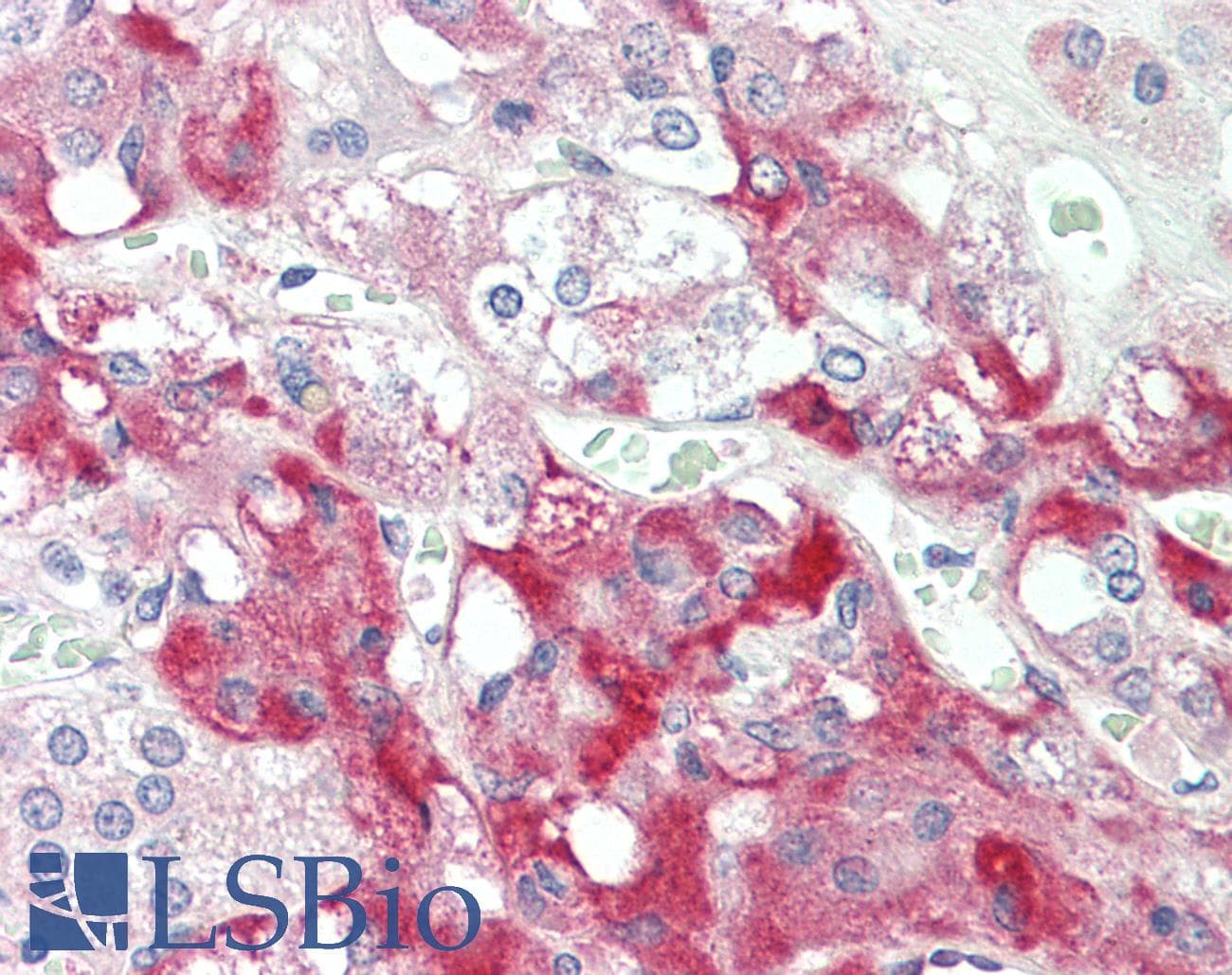 IHC-plus™ Complement C7 Antibody (aa145-159)