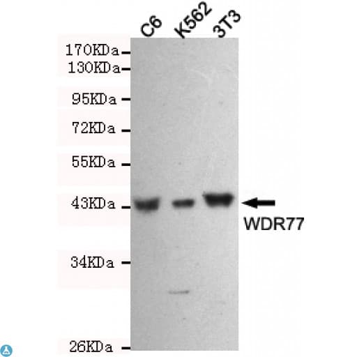 WDR77 / MEP50 Antibody