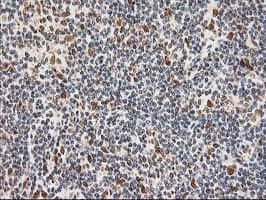 ERCC4 / XPF Antibody (clone OTI4E11)