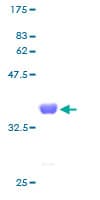 Human SNRPE Protein (Recombinant GST)