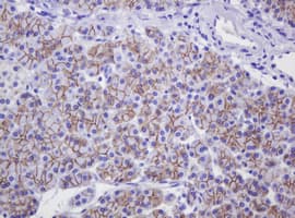 CTNND1 / p120 Catenin Antibody (clone OTI1G4, Carrier-free)