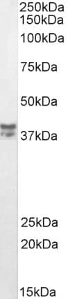 IHC-plus™ MSI2 Antibody (aa33-43)