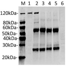 Monoclonal Mouse anti-Staphylococcus aureus Streptococcus pyogenes CRISPR-associated endonuclease Cas9/Csn1 Antibody (clone 26H10, IF, WB)