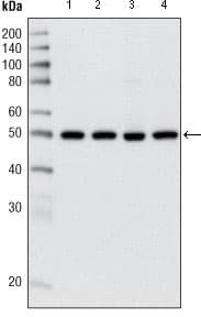 IHC-plus™ HDAC3 Antibody (clone 7G6C5)