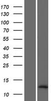 LOC728392 Protein (Over-Expression Lysate Myc-DDK (Flag))