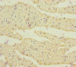 CRBN / Cereblon Antibody
