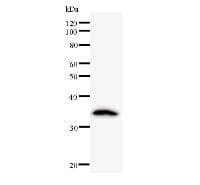 CRNKL1 Antibody (clone 2212C1a)