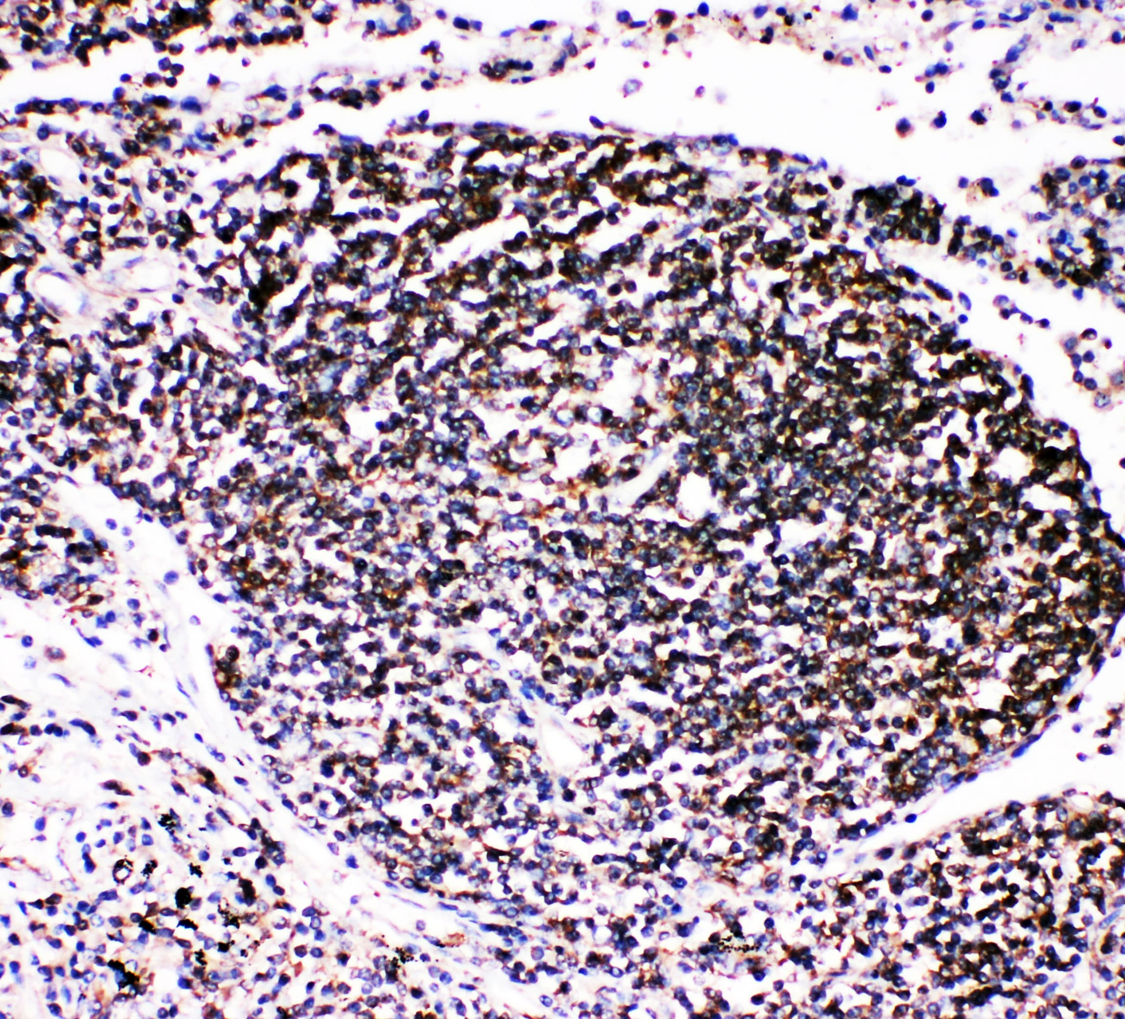 TRAF4 Antibody (aa437-454)