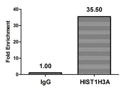 Polyclonal Rabbit anti-Human HIST1H3A Antibody (IHC, WB)