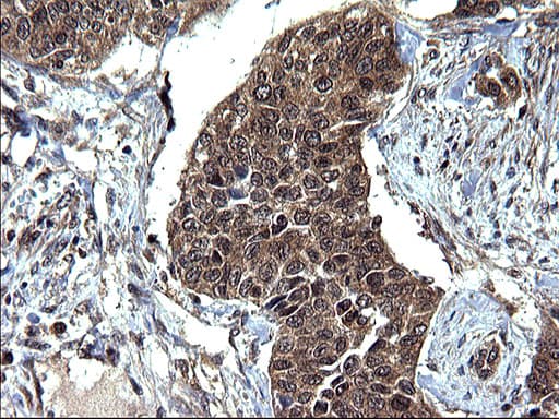 SCRN1 / Secernin 1 Antibody (clone OTI1E4)