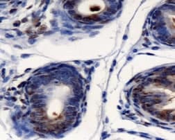 AGR2 Antibody (Internal, DY650)
