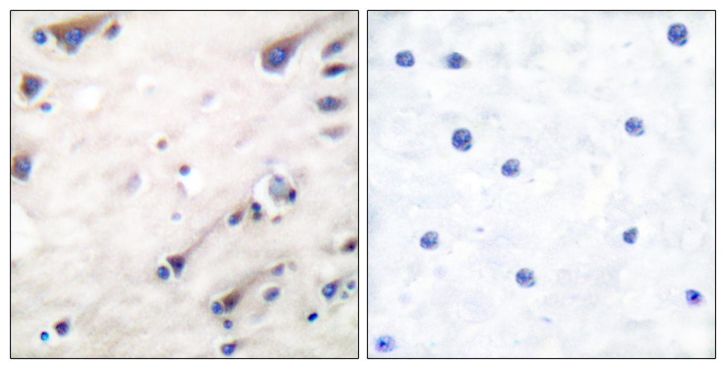KSR1 Antibody (p392)