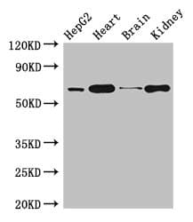 HNRNPL / hnRNP L Antibody