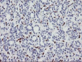 GIMAP4 Antibody (clone OTI2F9)