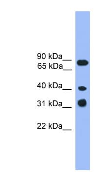LAX1 / LAX Antibody (C-Terminus)