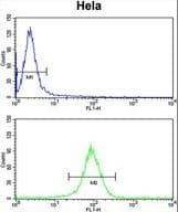 NAA50 / NAT13 / SAN Antibody (aa117-146)
