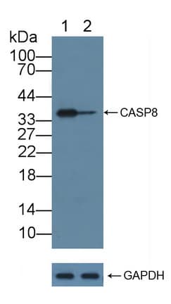 CASP8 / Caspase 8 Antibody (aa217-384)
