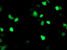 PPARA / PPAR Alpha Antibody (clone OTI2F3)