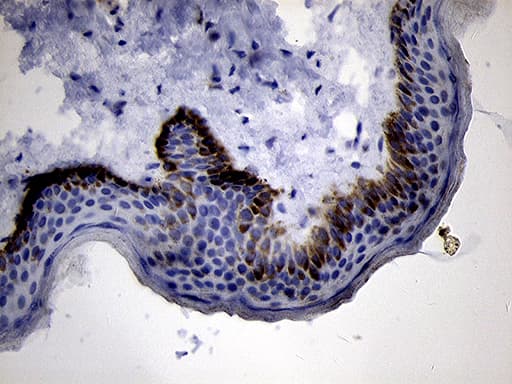 PRODH Antibody (clone OTI1H6, Carrier-free)