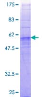 Human FFAR2 / GPR43 Protein (Recombinant GST)