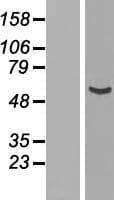 NUP54 Protein (Over-Expression Lysate Myc-DDK (Flag))