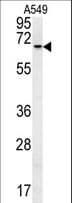 DHX58 / LGP2 Antibody (aa41-69)