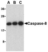 CASP8 / Caspase 8 Antibody