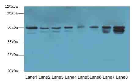 PGS1 Antibody