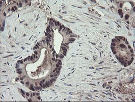 TSC22D1 / TSC22 Antibody (clone OTI4H8)