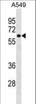Polyclonal Rabbit anti-Human FCRL1 Antibody (aa366-392, WB)