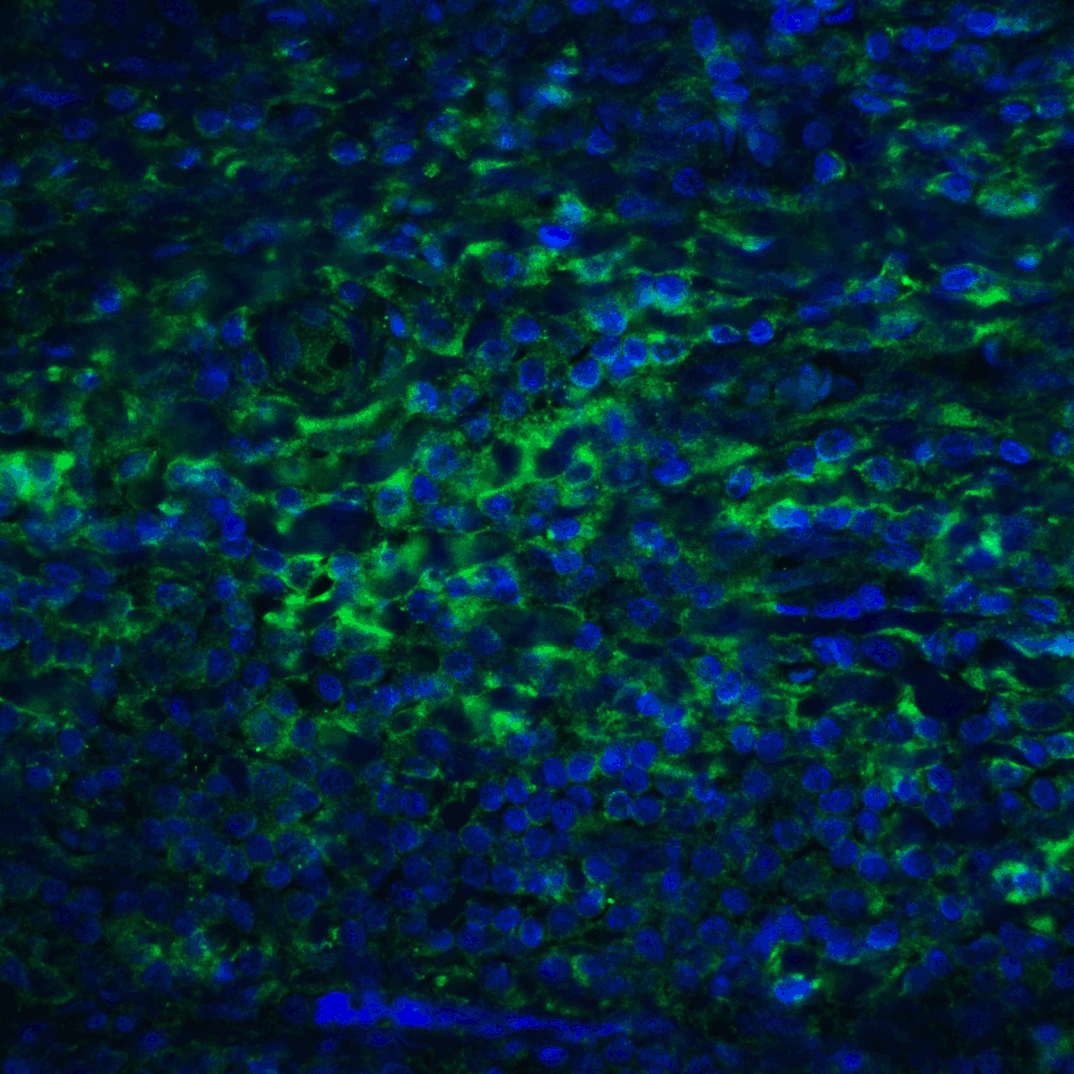 PD-L2 / PDCD1LG2 / CD273 Antibody (clone 7C1)