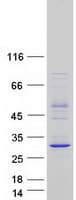 Human AAED1 / C9orf21 Protein (Recombinant Myc-DDK (Flag))