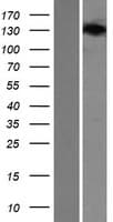 SEC24B Protein (Over-Expression Lysate Myc-DDK (Flag))