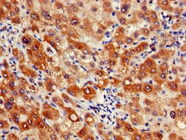 Polyclonal Rabbit anti-Human GJC1 / CX45 / Connexin 45 Antibody (IHC, IF, WB)