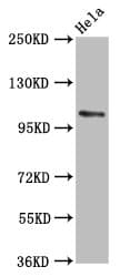 PAL / PAM Antibody