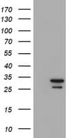 PSMA6 Antibody (clone OTI4C9, Carrier-free)