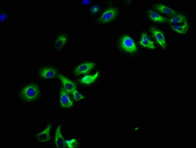 PAR6B / PARD6B Antibody